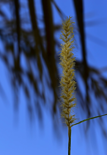In the evening light 