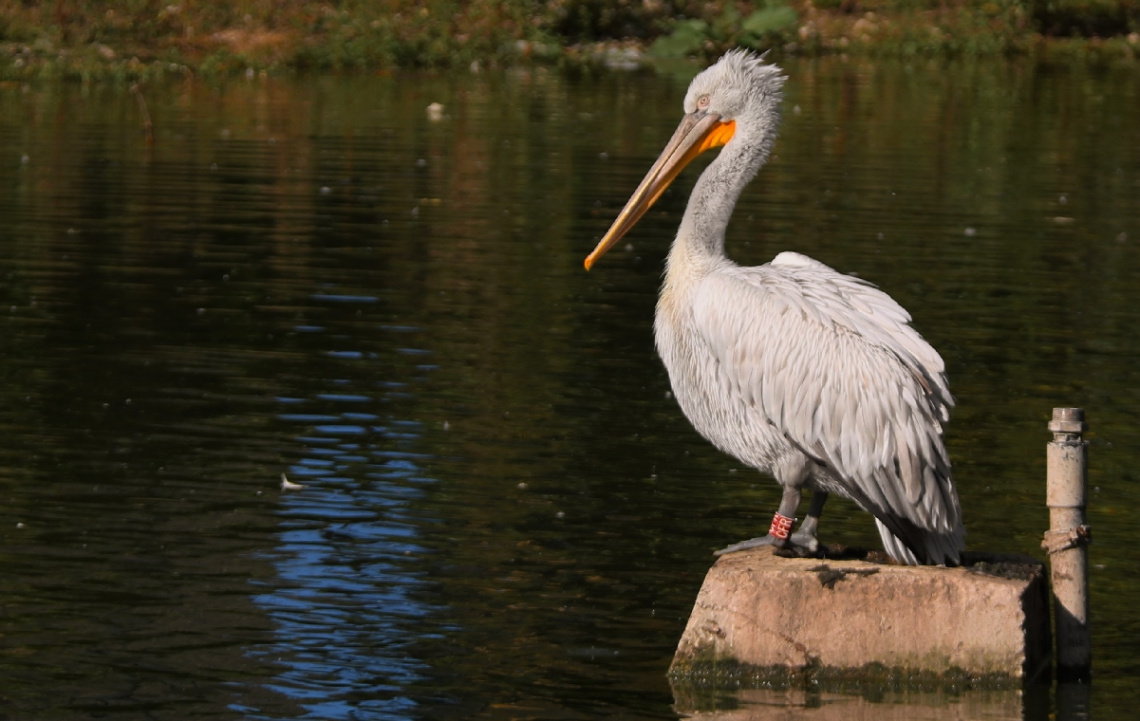 Dalmatian Pelican