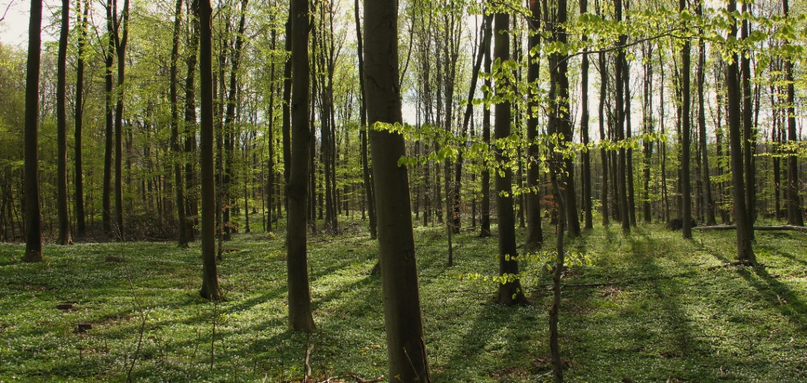 Among many trees