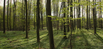 Among many trees