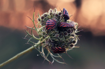 Bitki Tahtakurularının Toplantısı