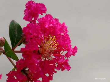 Pink flower