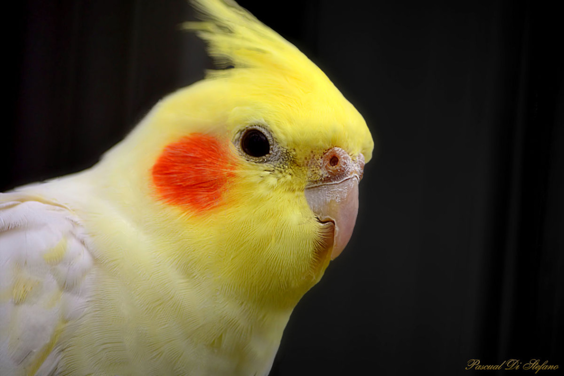 Sweet Cocotilla