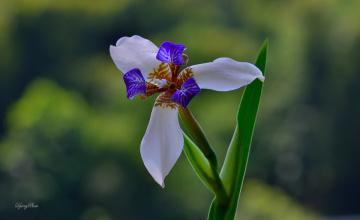 Wildflowers