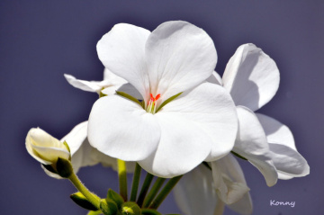 white ..