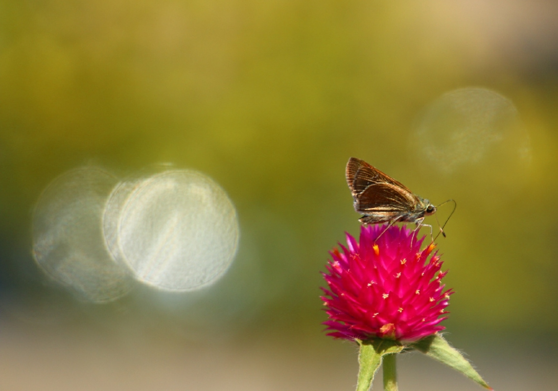 butterfly