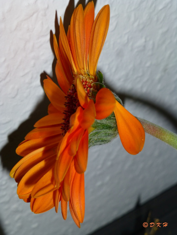 Schatten