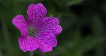 Pink/Green