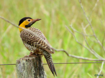 Woodpecker