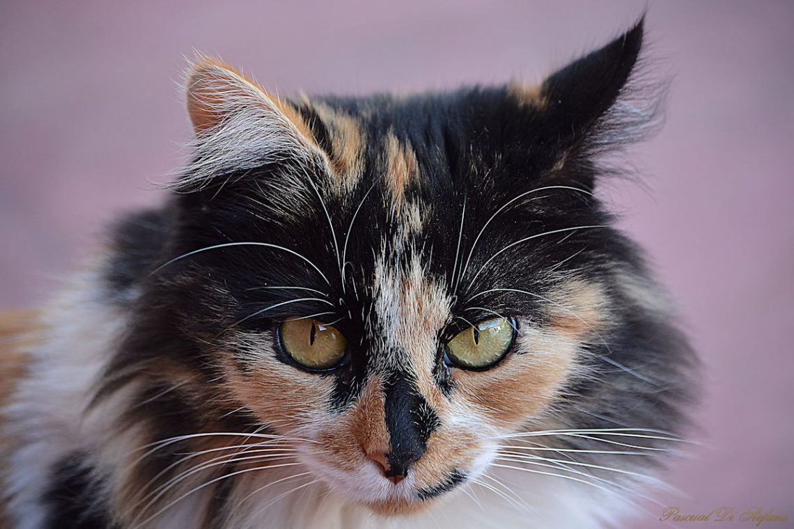 Look into my eyes