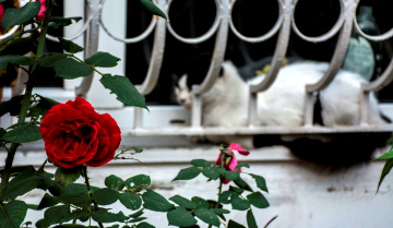 Gül ve Kedi