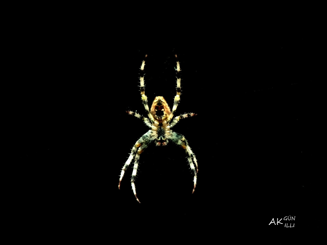 örümcek