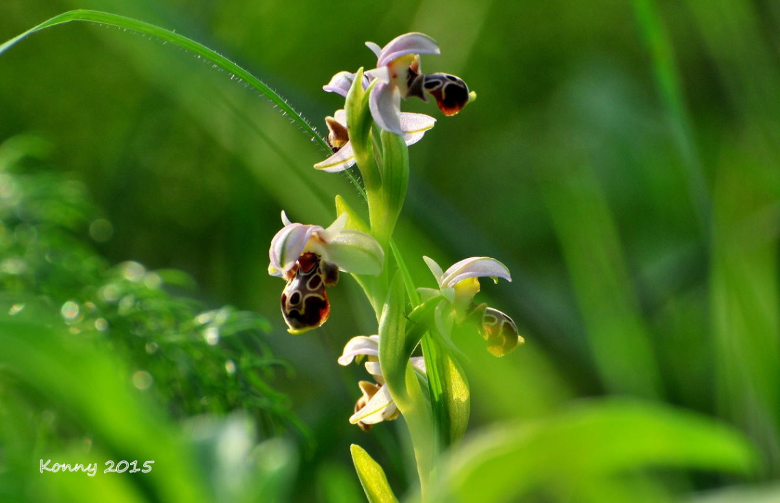 wild orchids