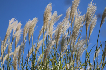 Breeze