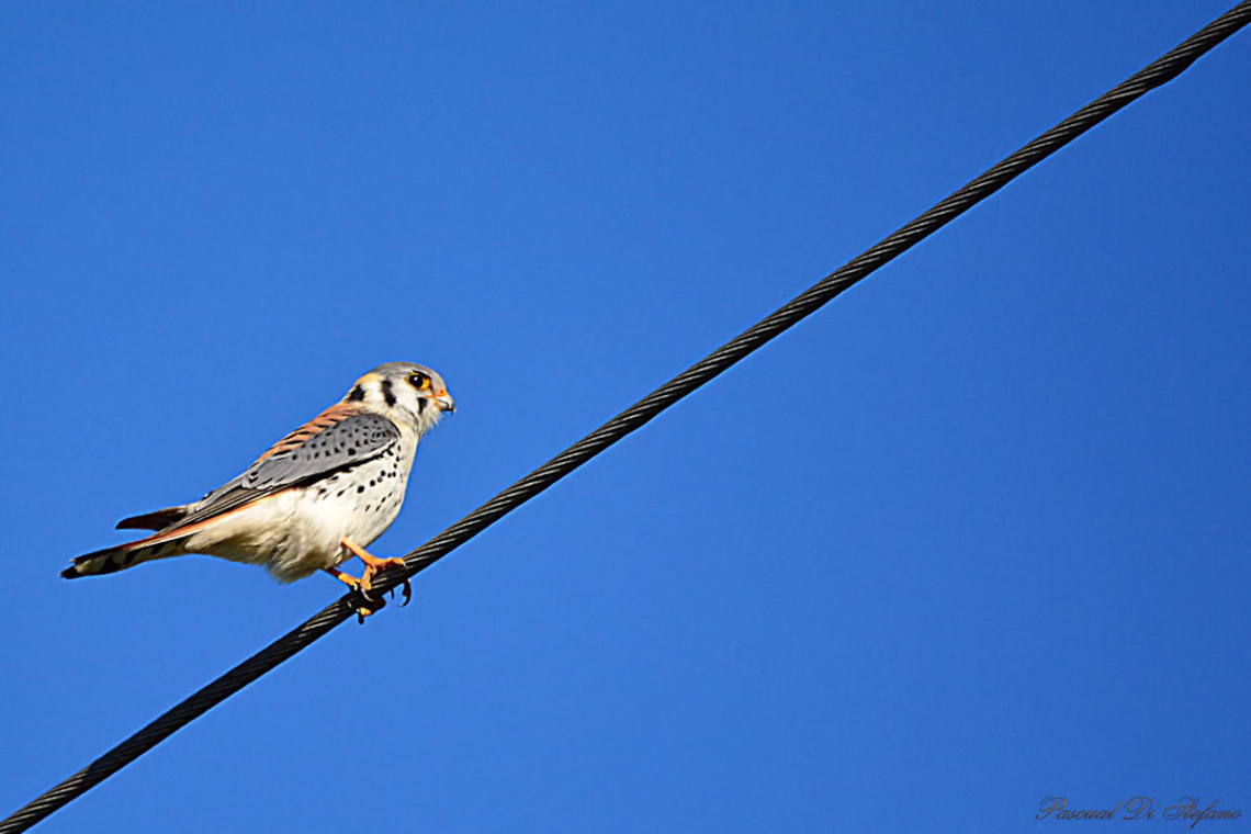 Falco sparverius IV