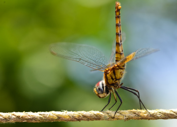 dragon fly