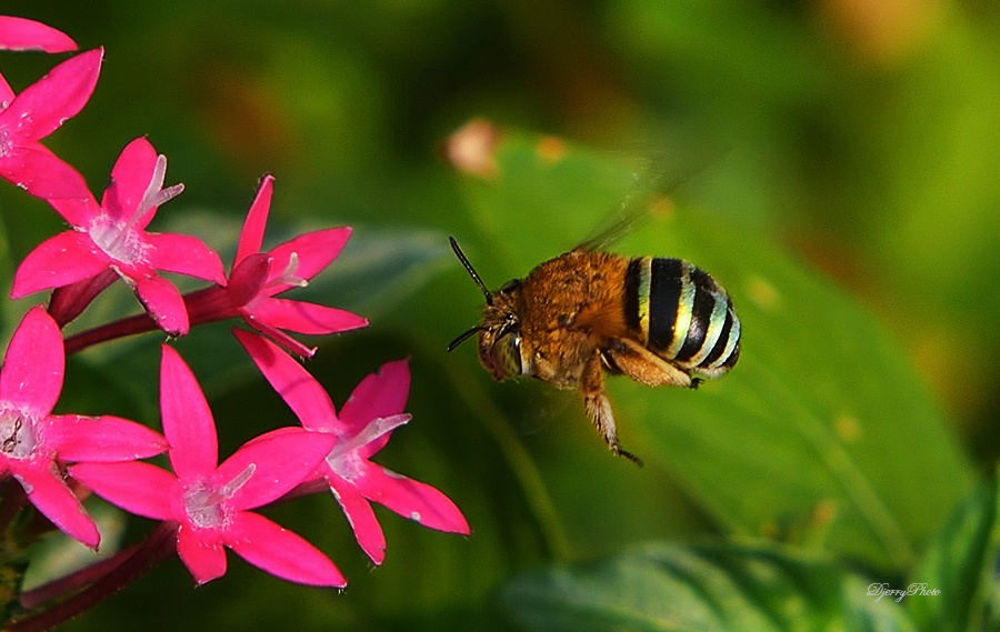 Bee Fly
