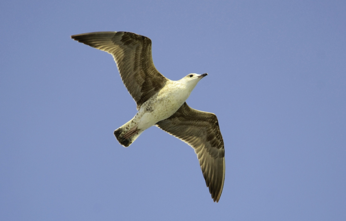ASALET VE ÖZGÜRLÜK
