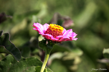 Pembe Çiçeğim