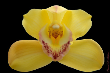 Yellow orchid