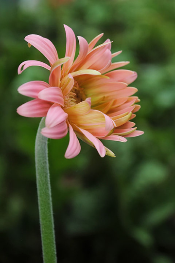 flower 002