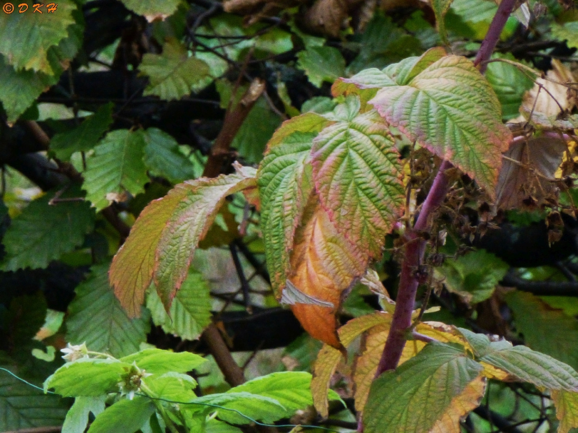 Herbst