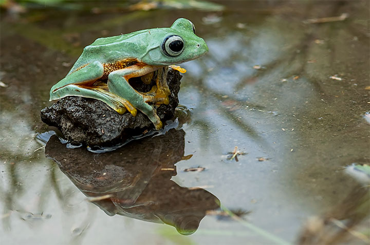 refleksi sang kodok