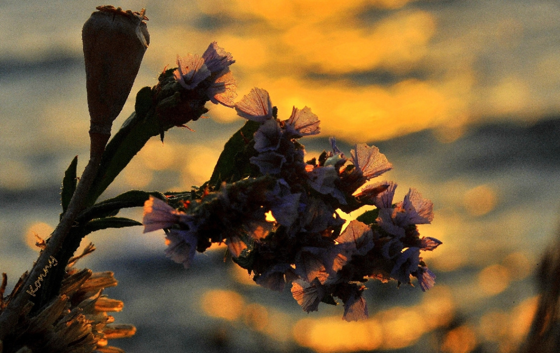 beach lilac in the  evening sun