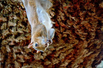 Upside down