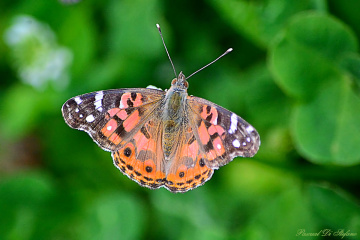Little butterfly II