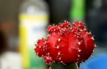Red Ball 