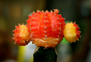 Amazing Nature 