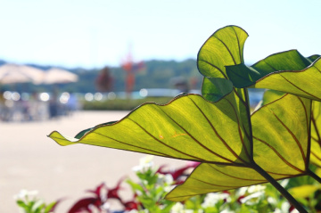 Leaves