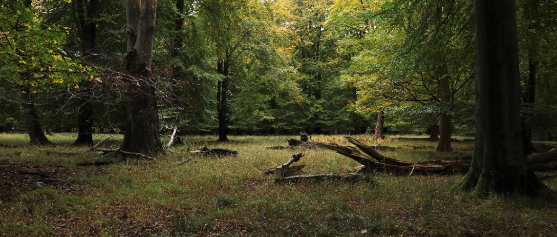 In the middle of the forest...