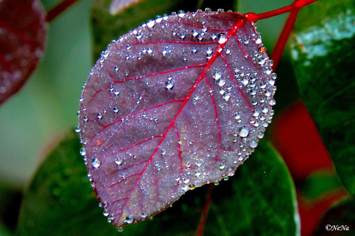 Drops