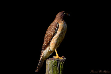 Eagle in the dark VII