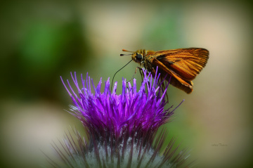 MİNİ MİNİ YAŞAMLAR (209).......