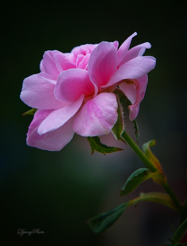 Pink Roses
