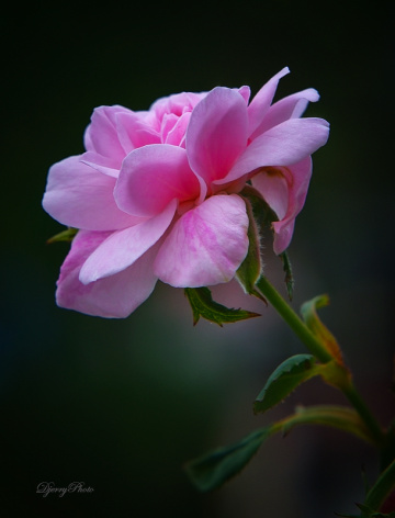 Pink Roses