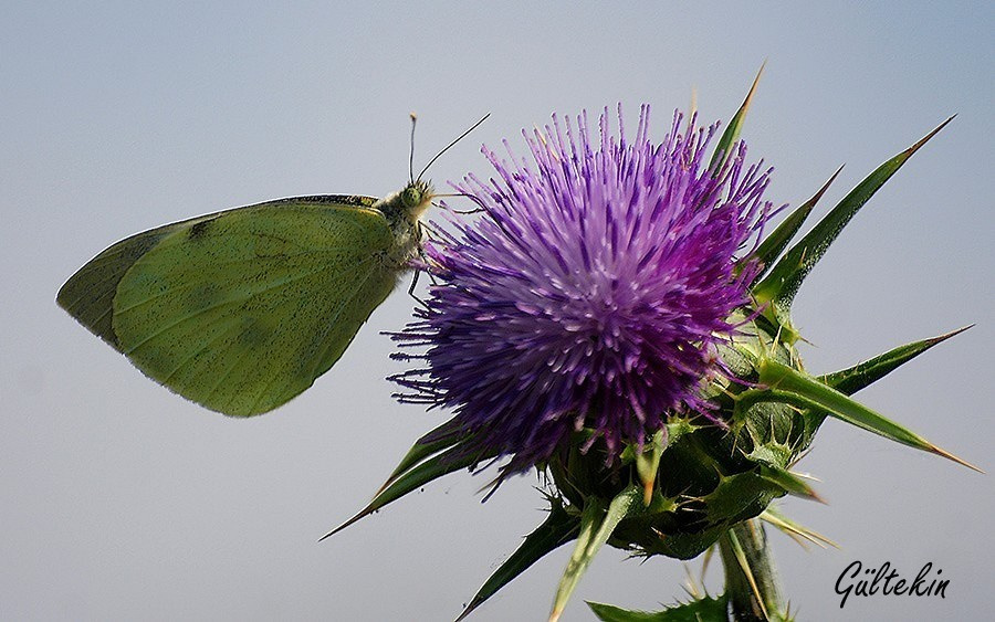 DİKENDE BİR KELEBEK