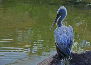 Dalmatian Pelican