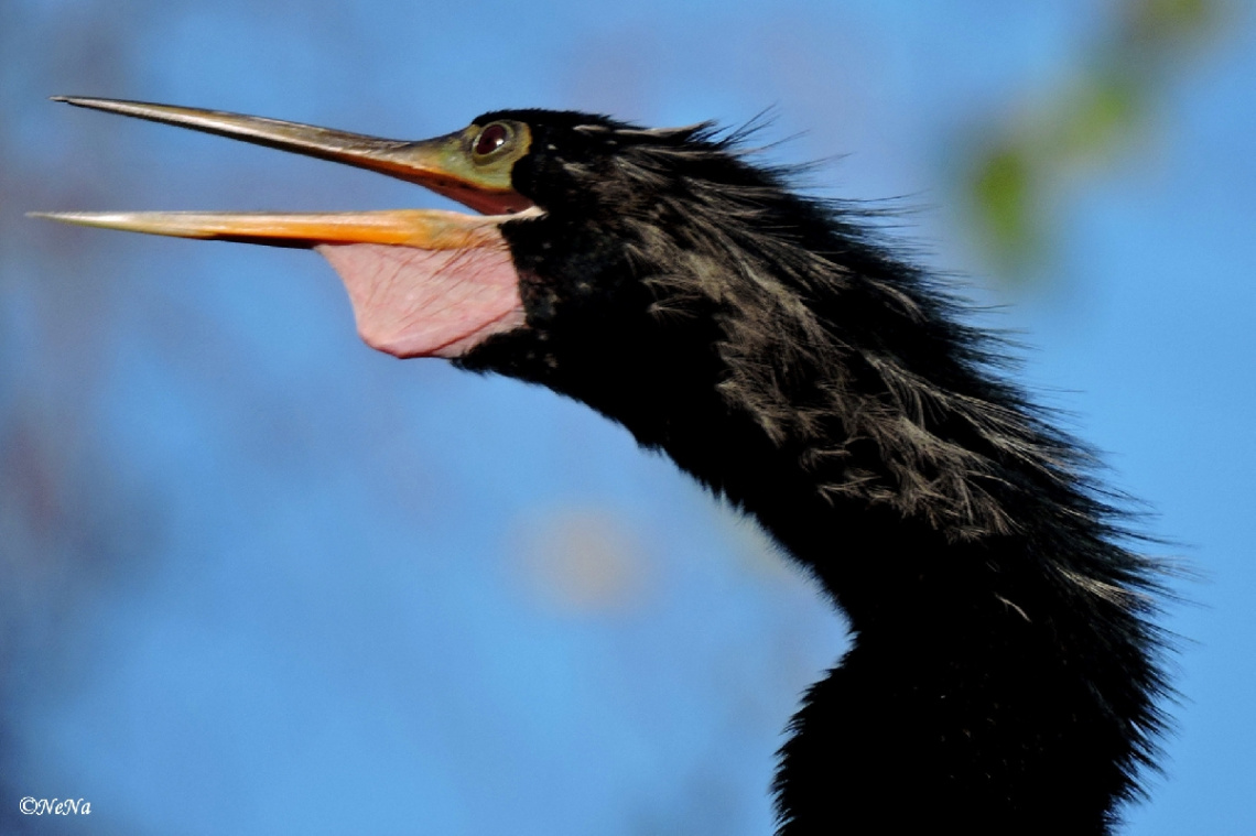 Anhinga