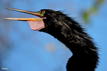 Anhinga