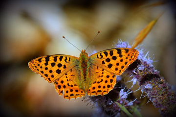 MİNİ MİNİ YAŞAMLAR (210).......