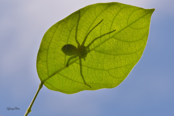 Spider on a leaf.