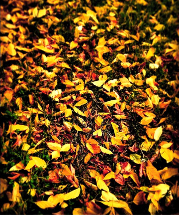 Baharın Son Yaprakları