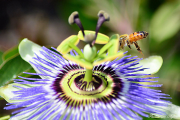 Bee of passiflora