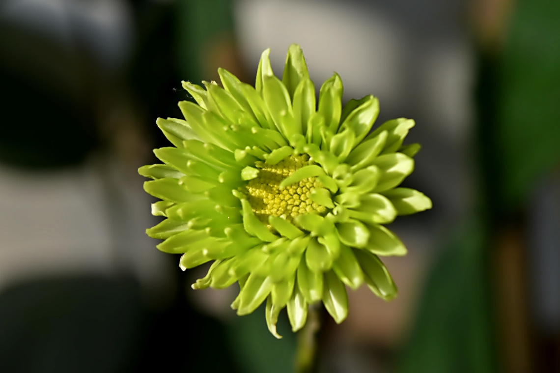 In the morning light 