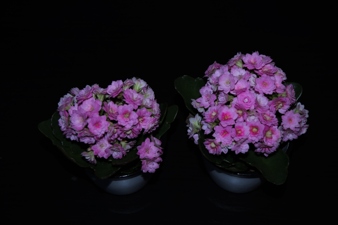 2 pink