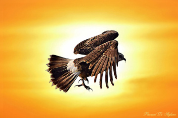 Flying into the sun 